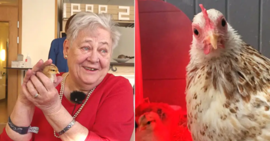 Hönan Maja med kycklingar – Se glädjen på äldreboendet