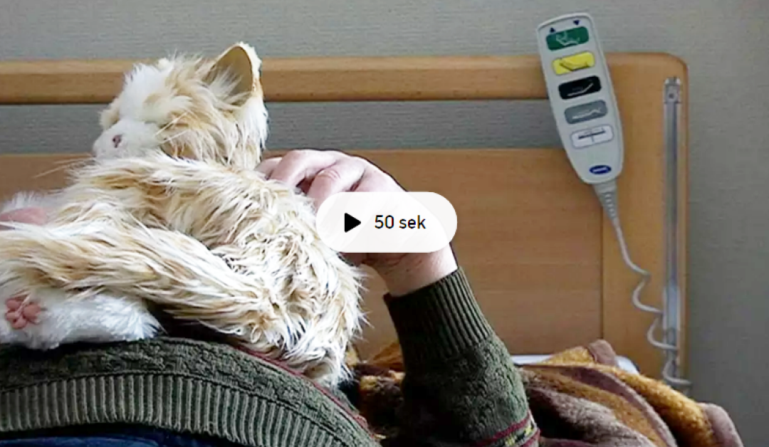 SVT filmklipp – Robotkatter skapar trygghet för dementa