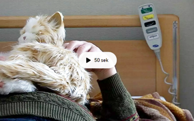 SVT filmklipp – Robotkatter skapar trygghet för dementa